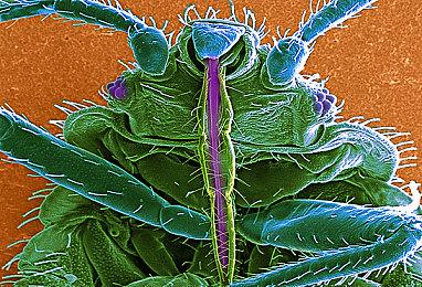 《空之轨迹 the 1st》角色介绍视频：艾丝蒂尔·布莱特